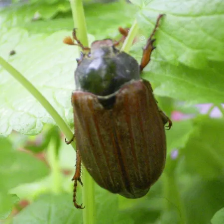 Hotel Tiptop Garni Pfauen Endingen am Kaiserstuhl